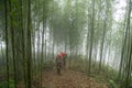 Vietnamese ethnic minority Red Dao women in traditional dress and basket on back in misty bamboo forest in Lao Cai, Vietnam