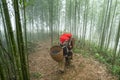 Vietnamese ethnic minority Red Dao women in traditional dress and basket on back in misty bamboo forest in Lao Cai, Vietnam Royalty Free Stock Photo