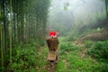 Vietnamese ethnic minority Red Dao women in traditional dress and basket on back in misty bamboo forest in Lao Cai, Vietnam Royalty Free Stock Photo