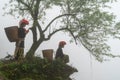 Vietnamese ethnic minority Red Dao women in traditional dress and basket on back with a tree in misty forest in Lao Cai, Vietnam Royalty Free Stock Photo