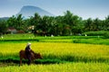 Vietnamese farmer Royalty Free Stock Photo