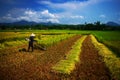 Vietnamese farmer Royalty Free Stock Photo
