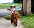 Vietnamese Farmer with buffalo