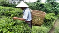 Vietnamese farmer collecting tea leafs