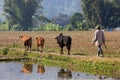 Vietnamese farmer and cows Royalty Free Stock Photo