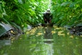 Vietnamese farmer at cucumber garden Royalty Free Stock Photo