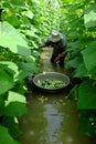 Vietnamese farmer at cucumber garden