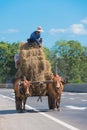 Vietnamese farmer drives hay on bullocks