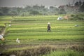 Vietnamese farmer in the feild