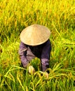 Vietnamese farmer harvesting rice on field Royalty Free Stock Photo