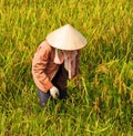 Vietnamese farmer harvesting rice on field Royalty Free Stock Photo