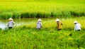 Vietnamese farmer harvesting rice on field Royalty Free Stock Photo