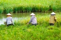 Vietnamese farmer harvesting rice on field Royalty Free Stock Photo