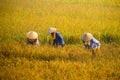 Vietnamese farmer harvesting rice on field