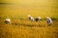 Vietnamese farmer harvesting rice on field Royalty Free Stock Photo