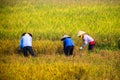 Vietnamese farmer harvesting rice on field Royalty Free Stock Photo