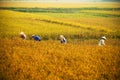 Vietnamese farmer harvesting rice on field