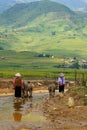 Vietnamese farmer and livestock or buffalo Royalty Free Stock Photo