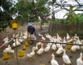 Vietnamese farmer to feed duck by rice