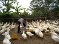 Vietnamese farmer to feed duck by rice