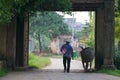 Vietnamese Farmer with Water Buffalo Royalty Free Stock Photo