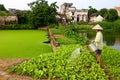 Vietnamese Farmer watering Crop