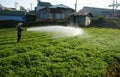 Vietnamese farmer watering on vegetable field