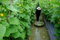 Vietnamese farmer at cucumber garden Royalty Free Stock Photo