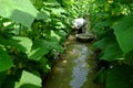 Vietnamese farmer at cucumber garden Royalty Free Stock Photo