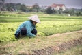 Vietnamese farmer at work