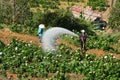 Vietnamese farmer working on flower garden Royalty Free Stock Photo