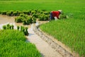 Vietnamese farmer working on rice field Royalty Free Stock Photo