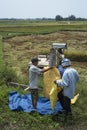 Vietnamese farmers bag rice up from a combine harvester