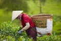 Vietnamese farmers are harvesting fresh green tea leaves at tea plantation, Royalty Free Stock Photo