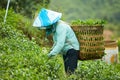 Vietnamese farmers are harvesting fresh green tea leaves at tea plantation, Royalty Free Stock Photo