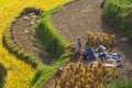 Vietnamese farmers harvesting rice on terraced paddy field