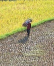 Vietnamese farmers harvesting rice on terraced paddy field