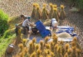 Vietnamese farmers harvesting rice on terraced paddy field