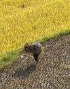 Vietnamese farmers harvesting rice on terraced paddy field