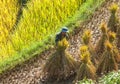 Vietnamese farmers harvesting rice on terraced paddy field