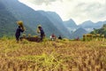 Vietnamese Farmers Rice grain threshing during harvest time Royalty Free Stock Photo