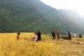 Vietnamese Farmers Rice grain threshing during harvest time Royalty Free Stock Photo