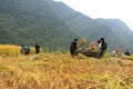 Vietnamese Farmers Rice grain threshing during harvest time Royalty Free Stock Photo