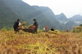 Vietnamese Farmers Rice grain threshing during harvest time Royalty Free Stock Photo