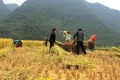 Vietnamese Farmers Rice grain threshing during harvest time Royalty Free Stock Photo