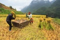 Vietnamese Farmers Rice grain threshing during harvest time Royalty Free Stock Photo