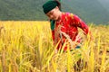 Vietnamese Farmers Rice grain threshing during harvest time Royalty Free Stock Photo