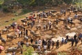 Vietnamese farmers selling and buying water buffalo for agriculture activities