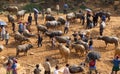 Vietnamese farmers selling and buying water buffalo