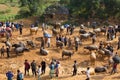 Vietnamese farmers selling and buying water buffalo